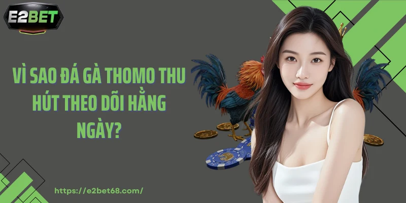 Vì sao đá gà Thomo thu hút theo dõi hằng ngày?